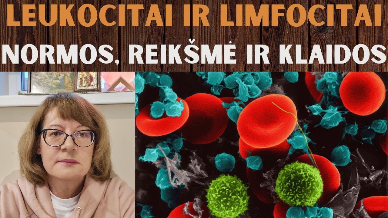 Leukocitai ir limfocitai: normos, reikšmė ir klaidos