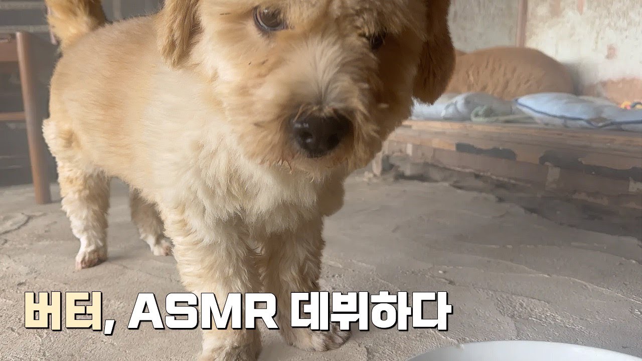 버터 사료먹방 ASMR