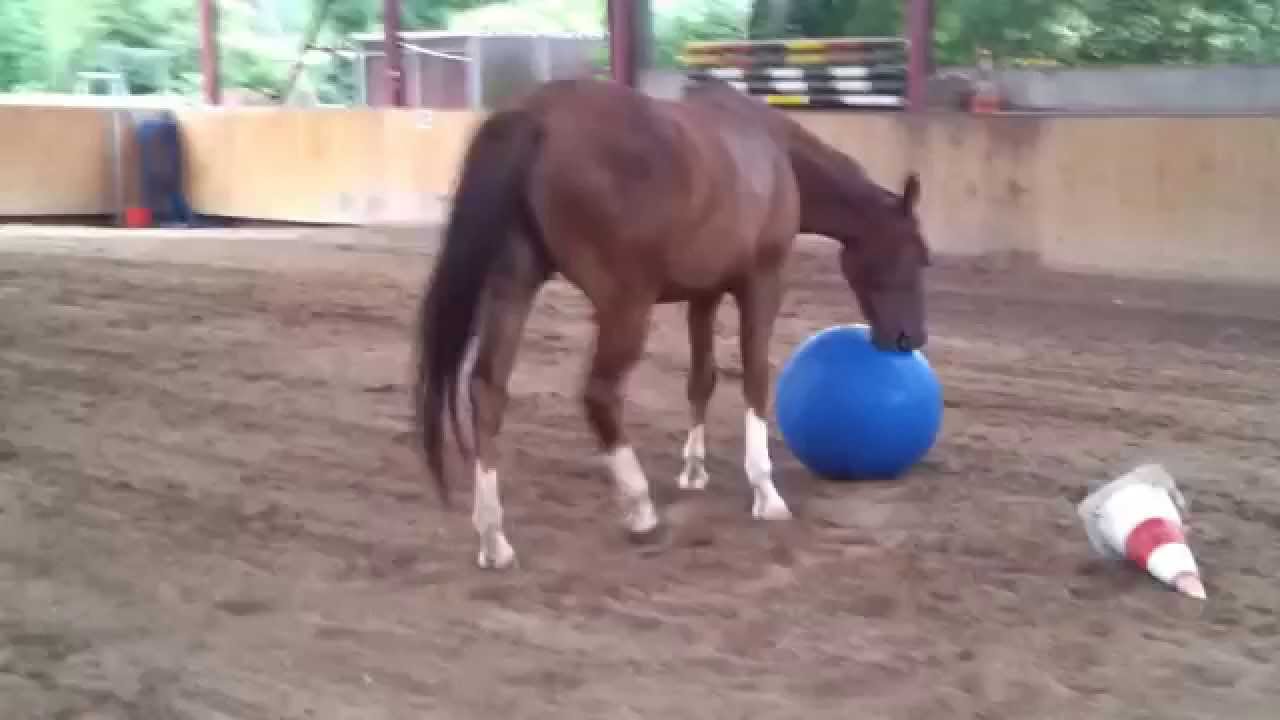 Gemeinsames Spiel mit Ball in der Reithalle. Pferd, Pony, Wallach,
