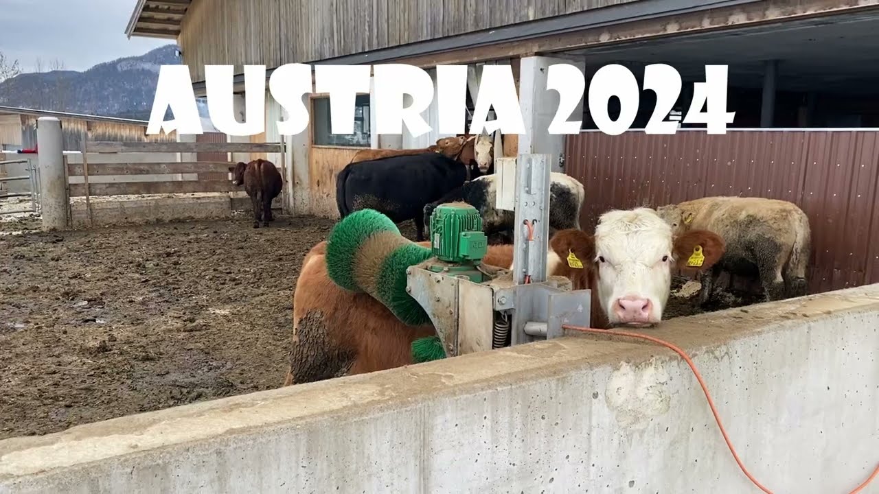 Wyjazd na narty do ośrodka SkiWelt w Austrii.