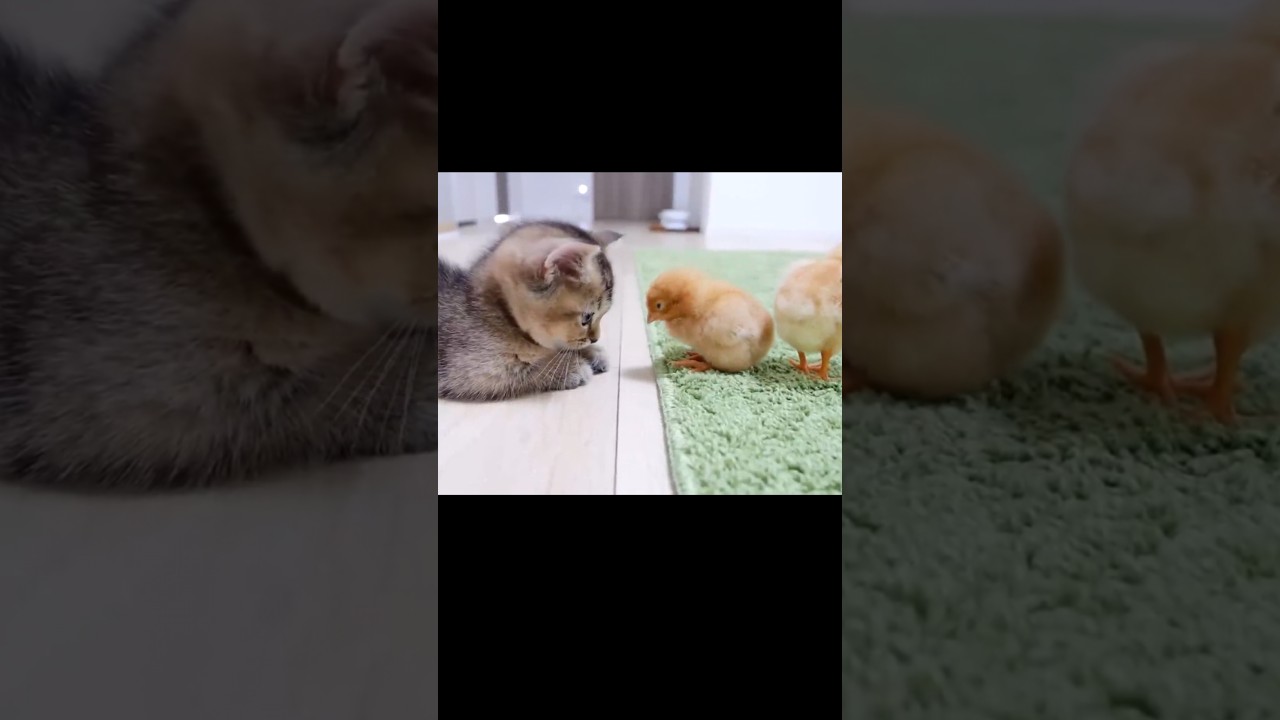 Kitten and chick friends #cute #pet #animal #pet #cat #kitten #meowing #purringcat #chick