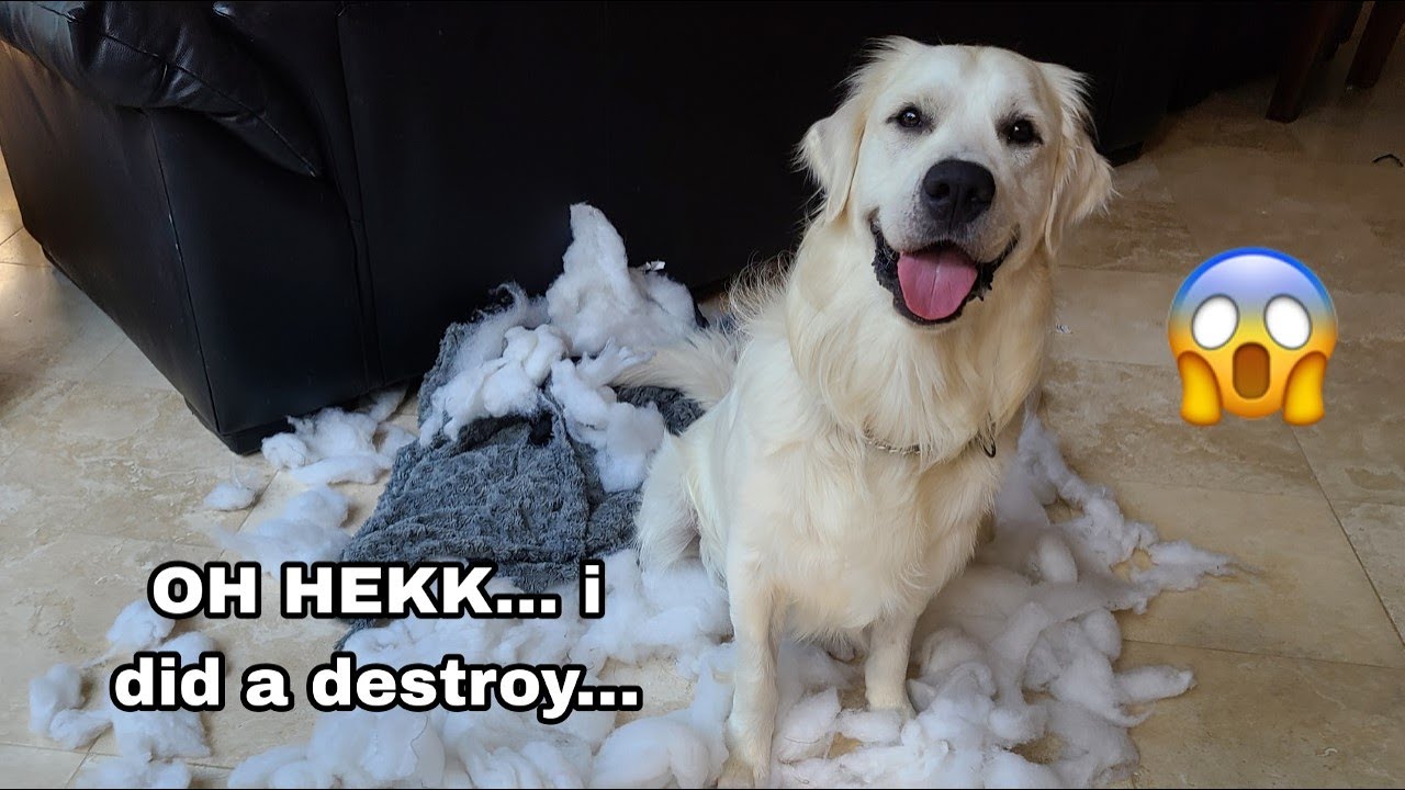 Golden Retriever gets a new bed!  What does he do with it?  #funny #cute