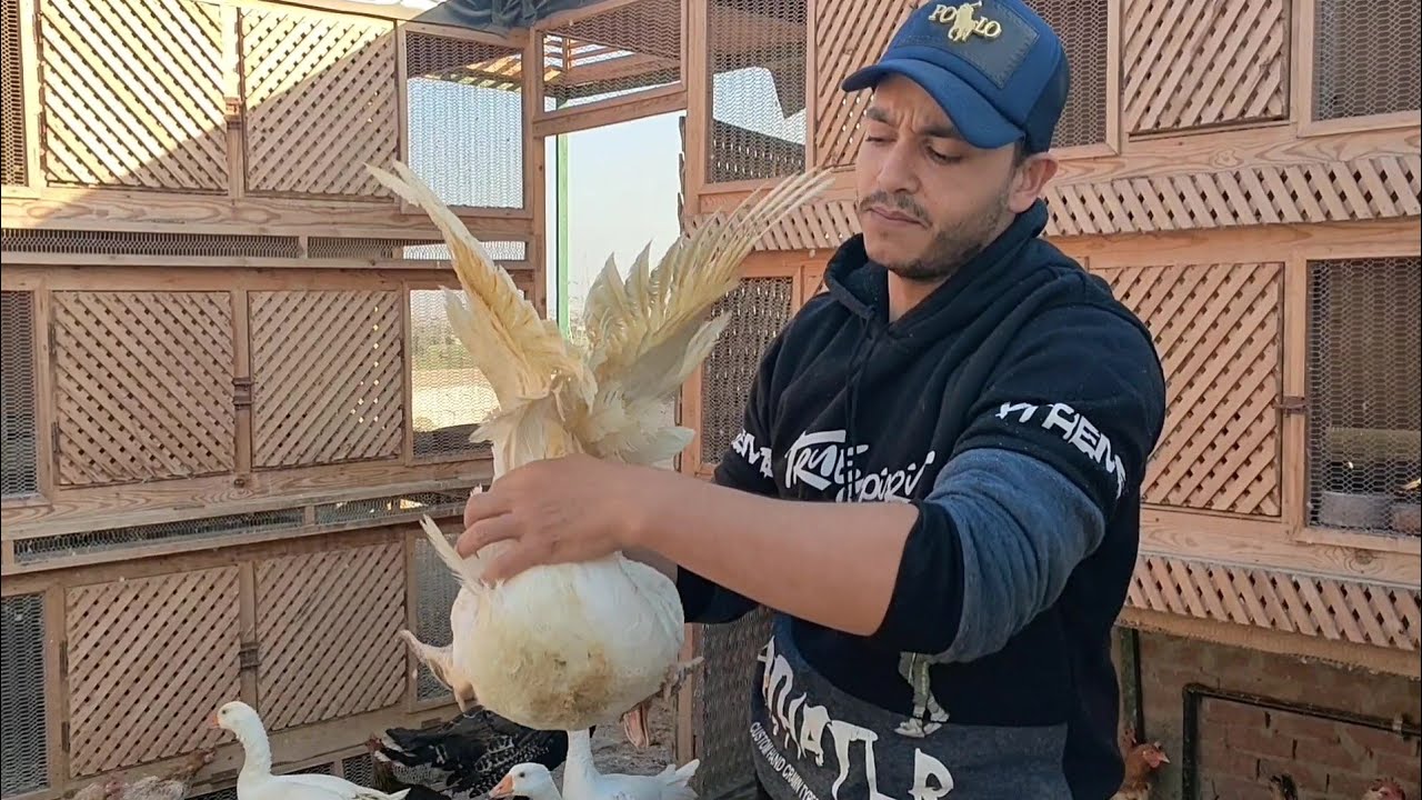 البط المسكوفى بيبيض على كام شهر والعلامات اللى بتظهر عليه علشان يبيض #مصطفى_وأمل