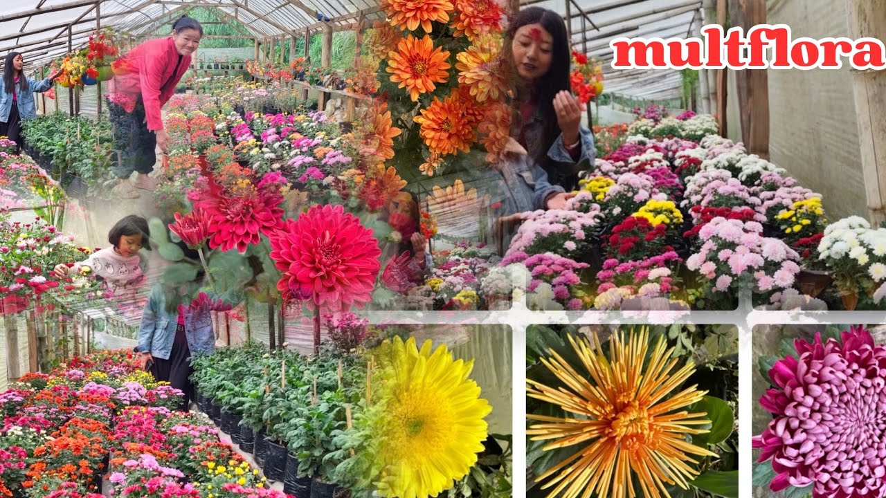 multiflora गोदावरी कोस्तो फूल्यो colour,healthy plant जानकारी को साथ प🌺🌺🌷❤️🙏🏻दिवाली को लागी रामरो 