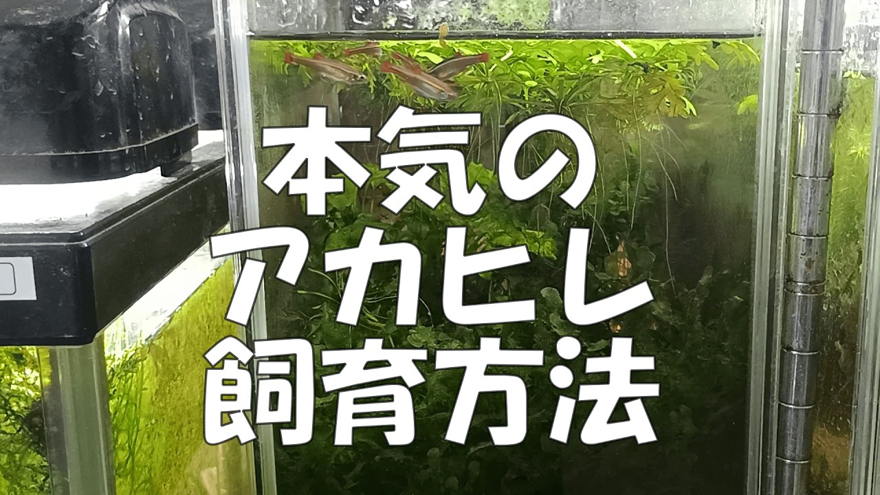 きれいで丈夫なアカヒレの飼育方法