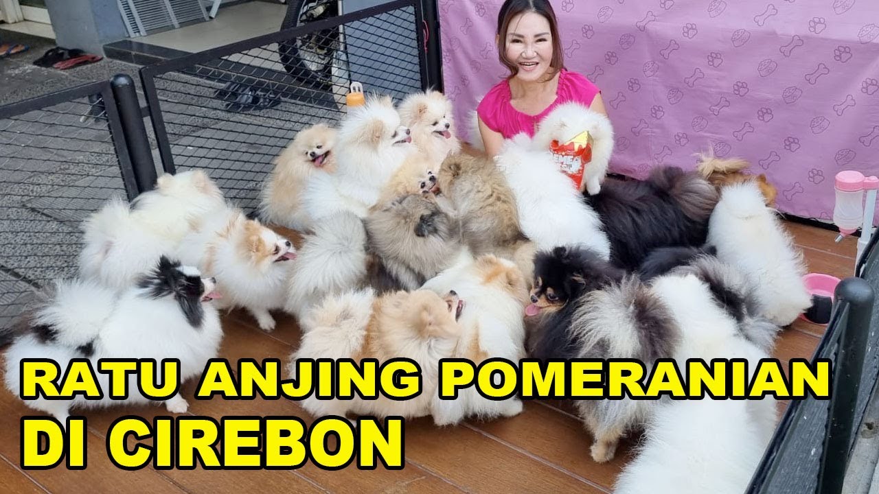 Ratu Anjing Pomeranian Di Cirebon - Chipas Family