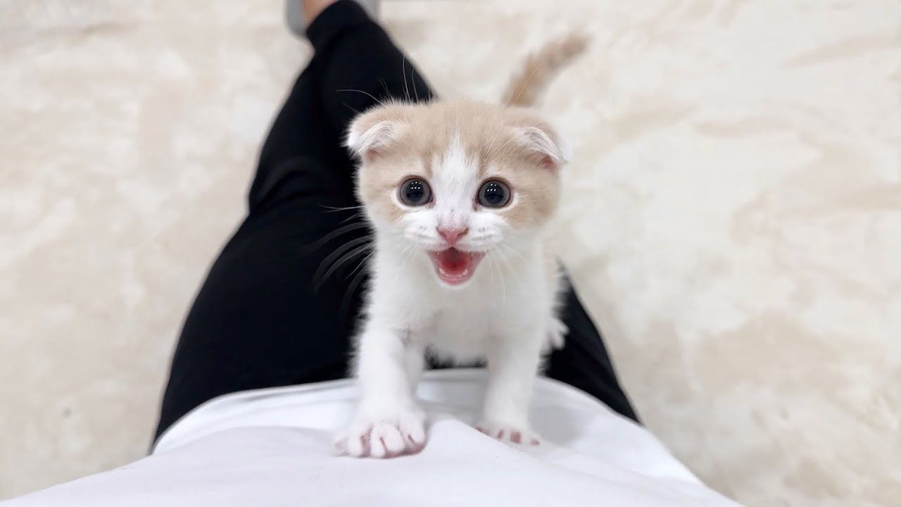 抱っこしてほしくて必死におねだりしてくる子猫がかわいすぎました笑