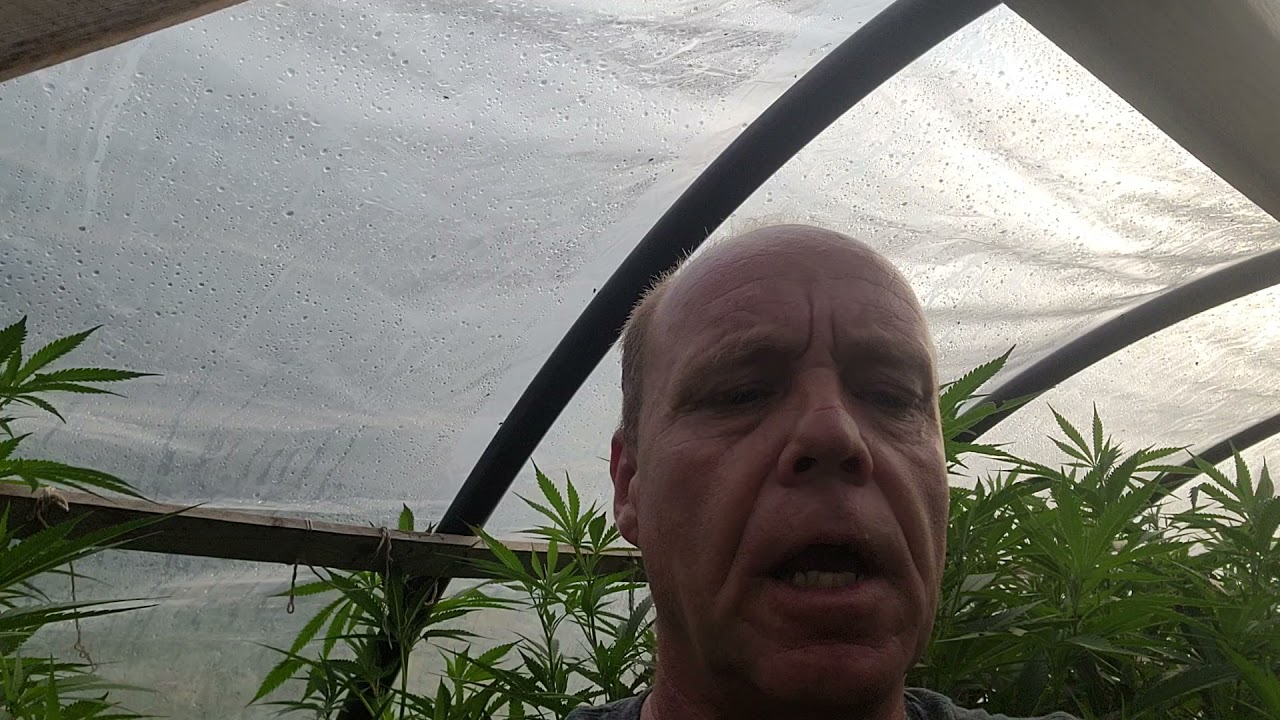 Black Gold grown in Northern Quebec with the Gaia green 444
