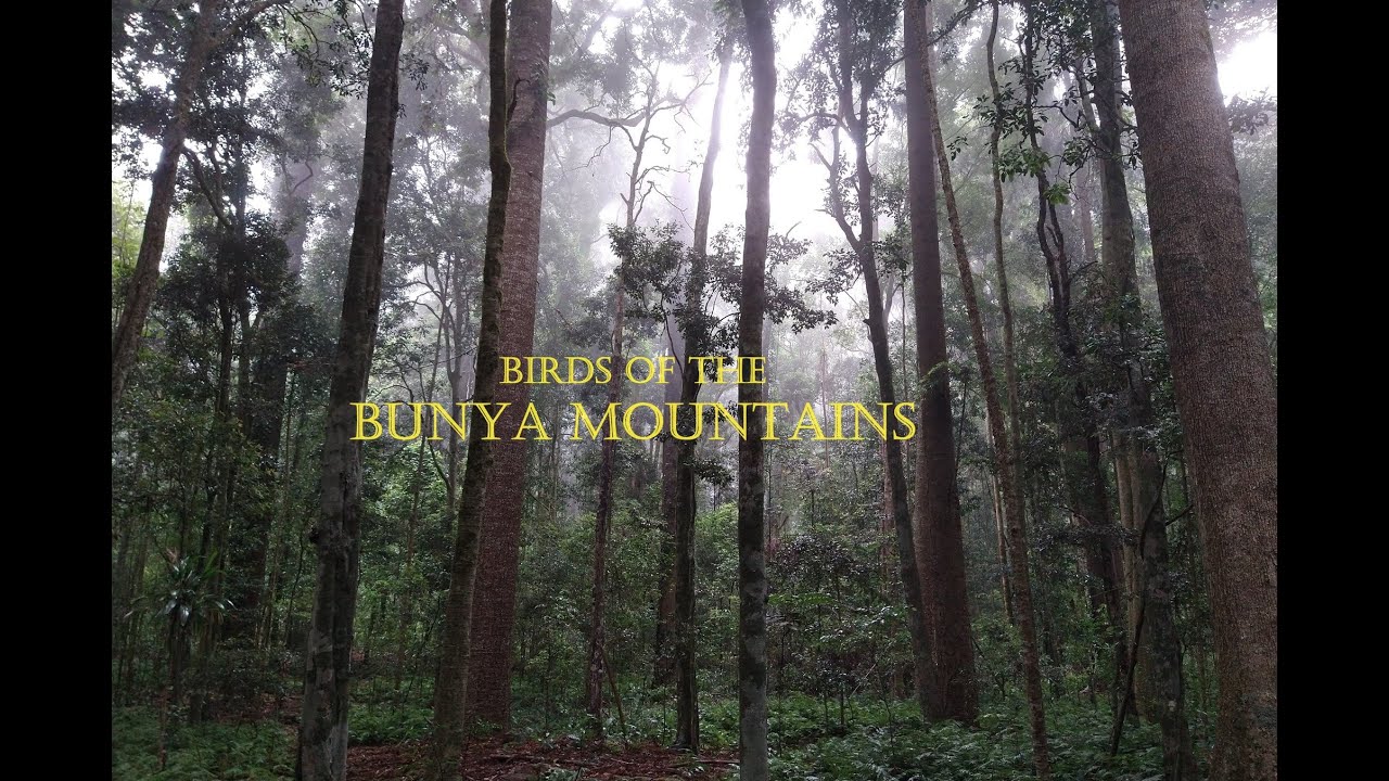 Birds of the Bunya Mountains, Queensland