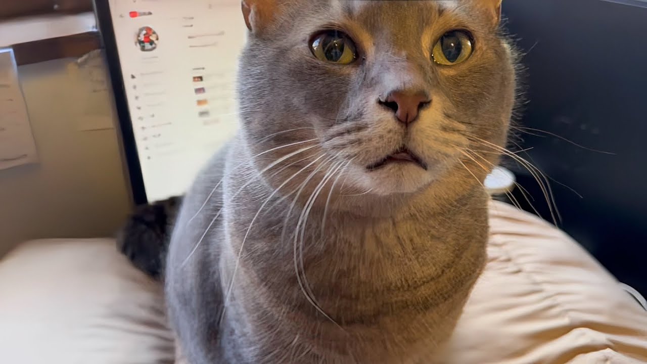 2月22日の猫の日は.. おばあちゃんを起こしておじいちゃんに挨拶.. 朝ごはんを食べて.. そのまま散歩して美味しいオヤツを食べてお昼寝した猫…【さっちゃんとおばあちゃんの散歩・1163日目】・・・