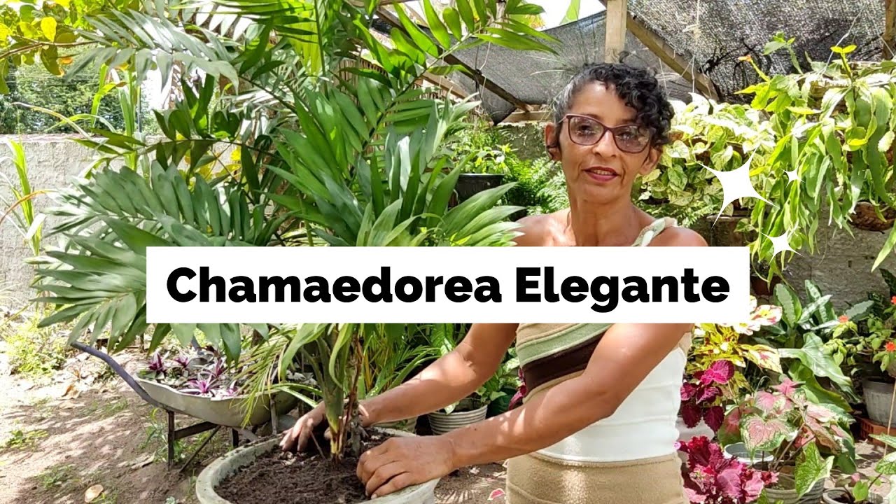 COMO CUIDAR DA PALMEIRA CHAMAEDOREA ELEGANTE E A REIMPLATAÇÃO DELA.