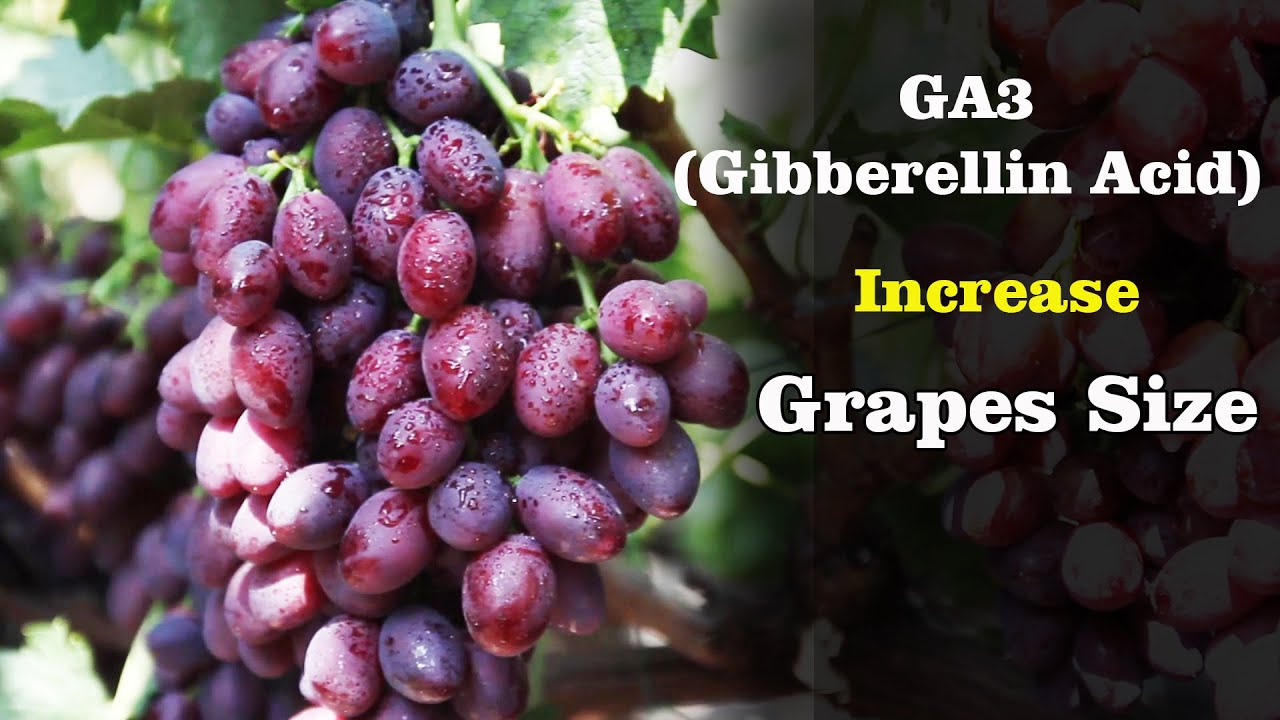 Optimizing Grape Growth with GA3: A Guide for Grape Farmers