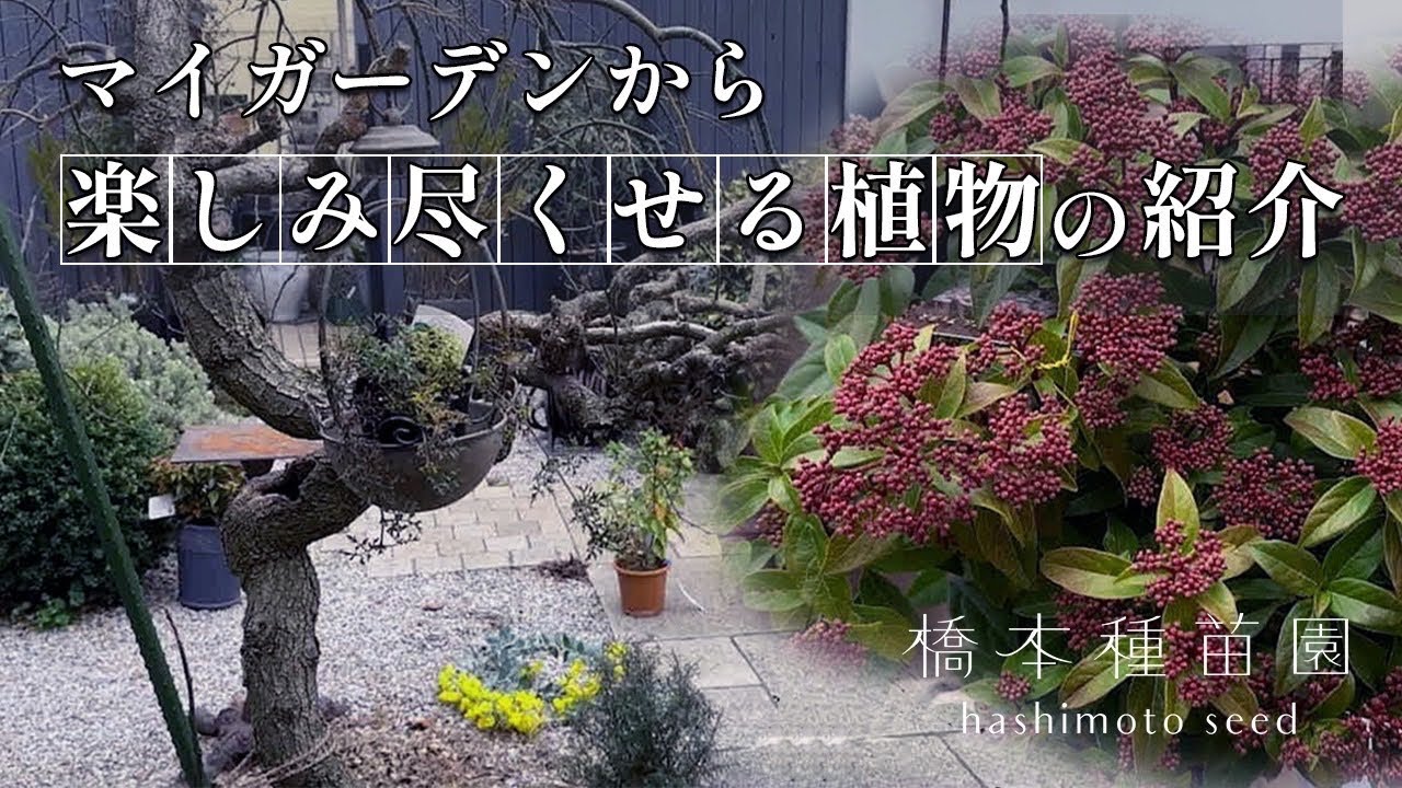 【1株で2～3倍楽しめる】おすすめ植物！