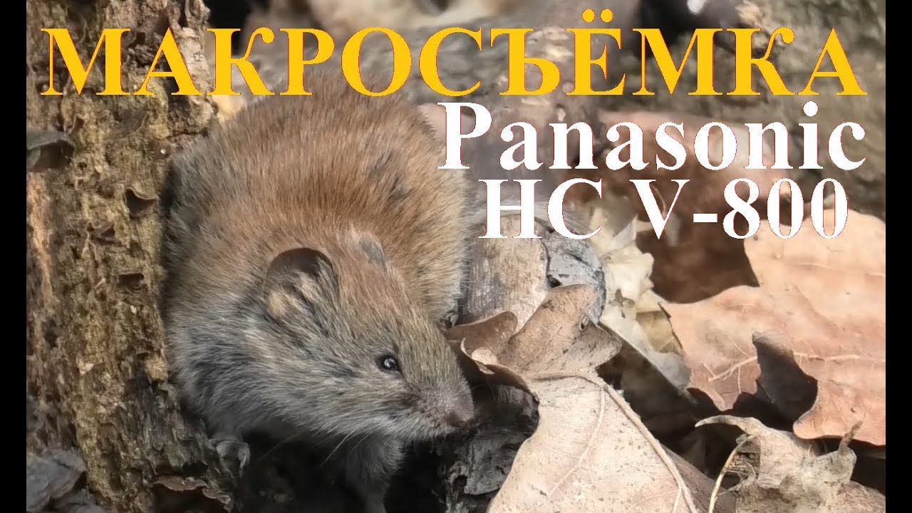 Макросъёмка Видеокамерой Panasonic HC V-800