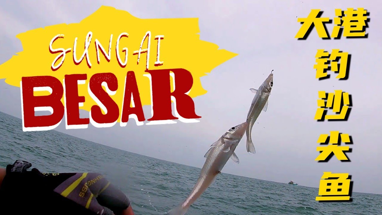 去大港/Sungai Besar 找沙尖鱼，结果遇到Gelama大军 #fishing #fishingvideo #钓鱼 #slowjigging #沙尖鱼 #gelama #钓沙尖鱼