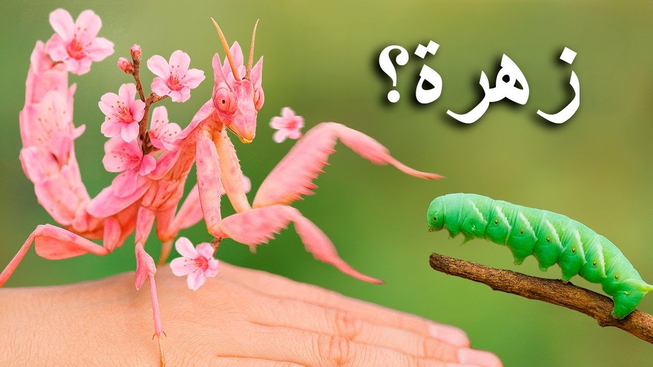 هذه الحشرة تستخدم التمويه للصيد