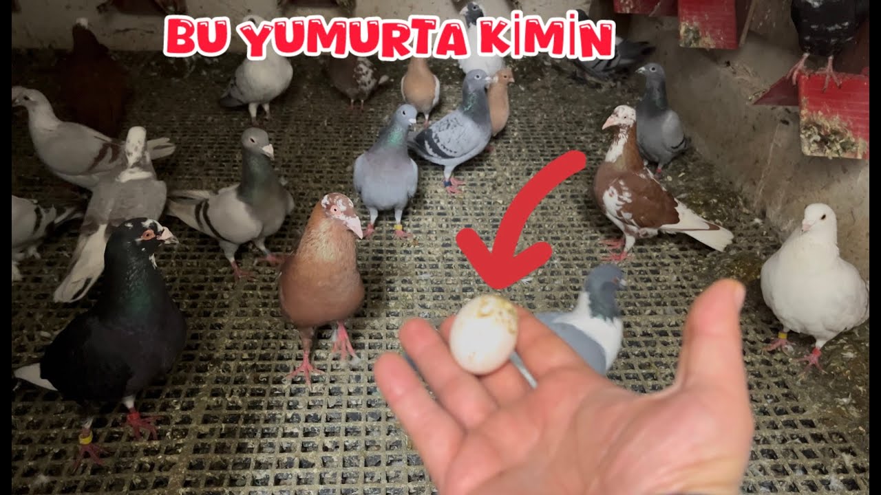 BU YUMURTA KİMİN KIZLAR ( KÜÇÜK ENİŞTENİN KARISI BACAKTAN KESİLMİŞ )