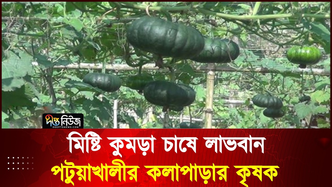মিষ্টি কুমড়া চাষে লাভবান পটুয়াখালীর কলাপাড়ার কৃষক l Patuakhali l Deepto News