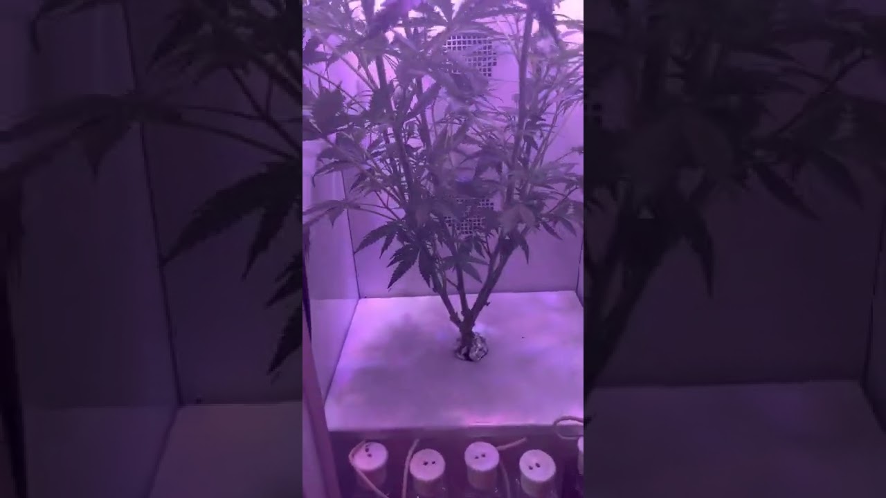Grobo update. Growing marijuana indoors #weedzao #weed #hydroponics ￼