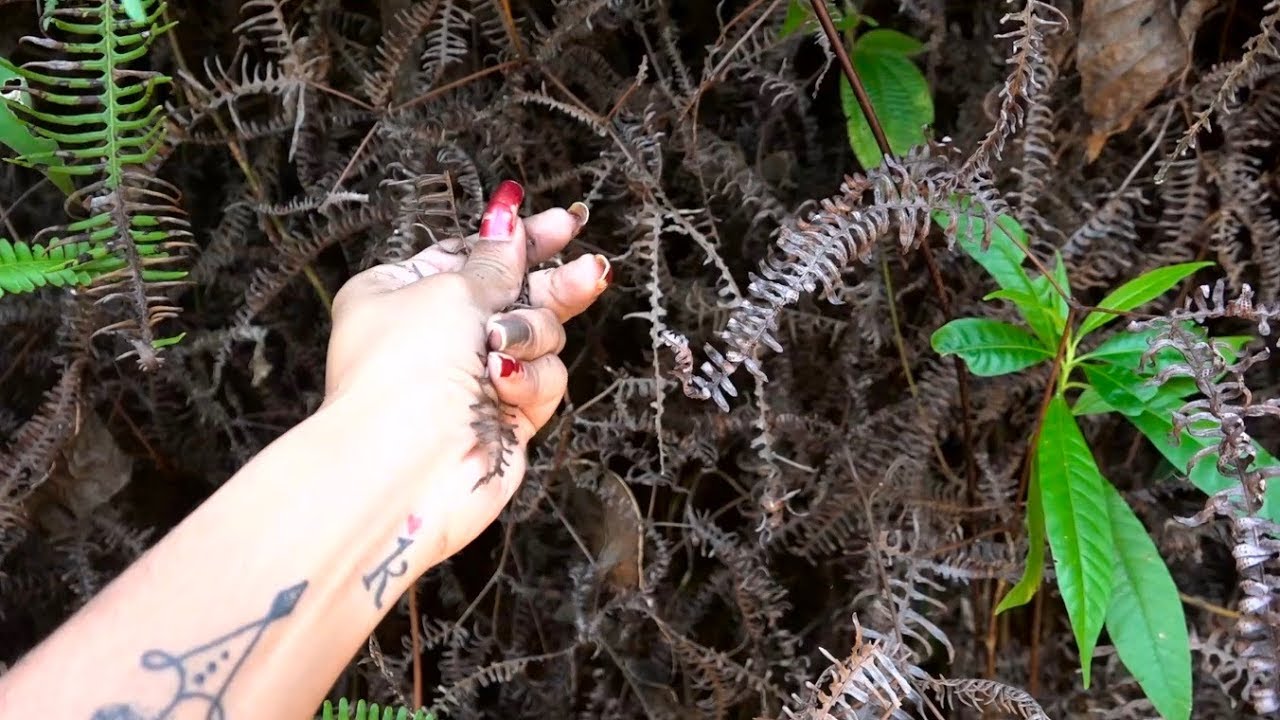 ASMR -  NO TALK - Dead Leaves ( Nature Crunch Sounds )