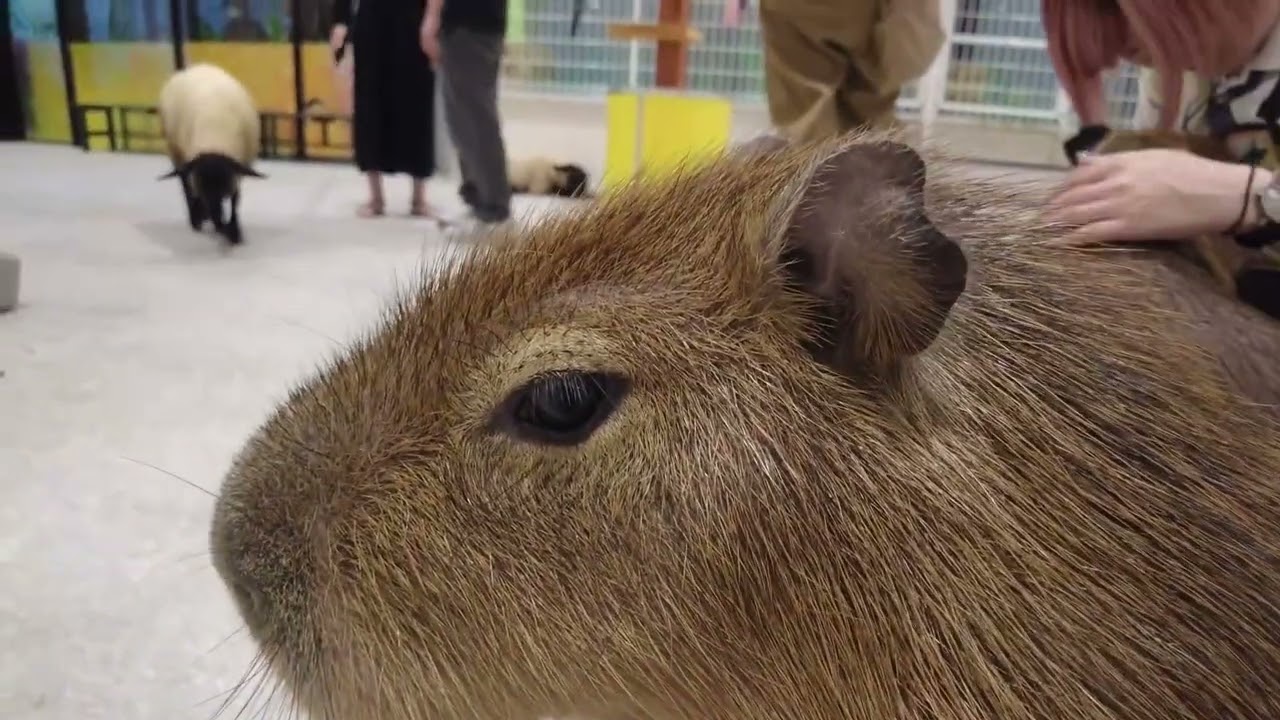 のんびり平日午後のカピバラさん (アニタッチ東京ドームシティ)