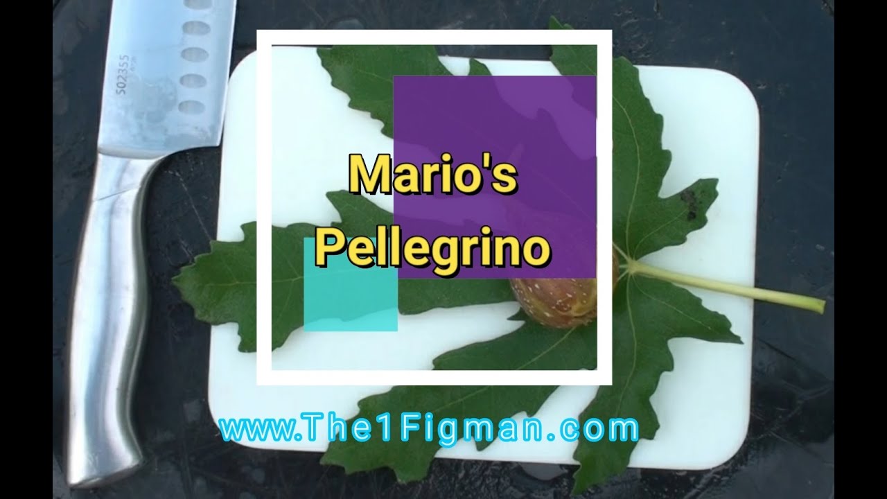 Mario's Pellegrino (M1)