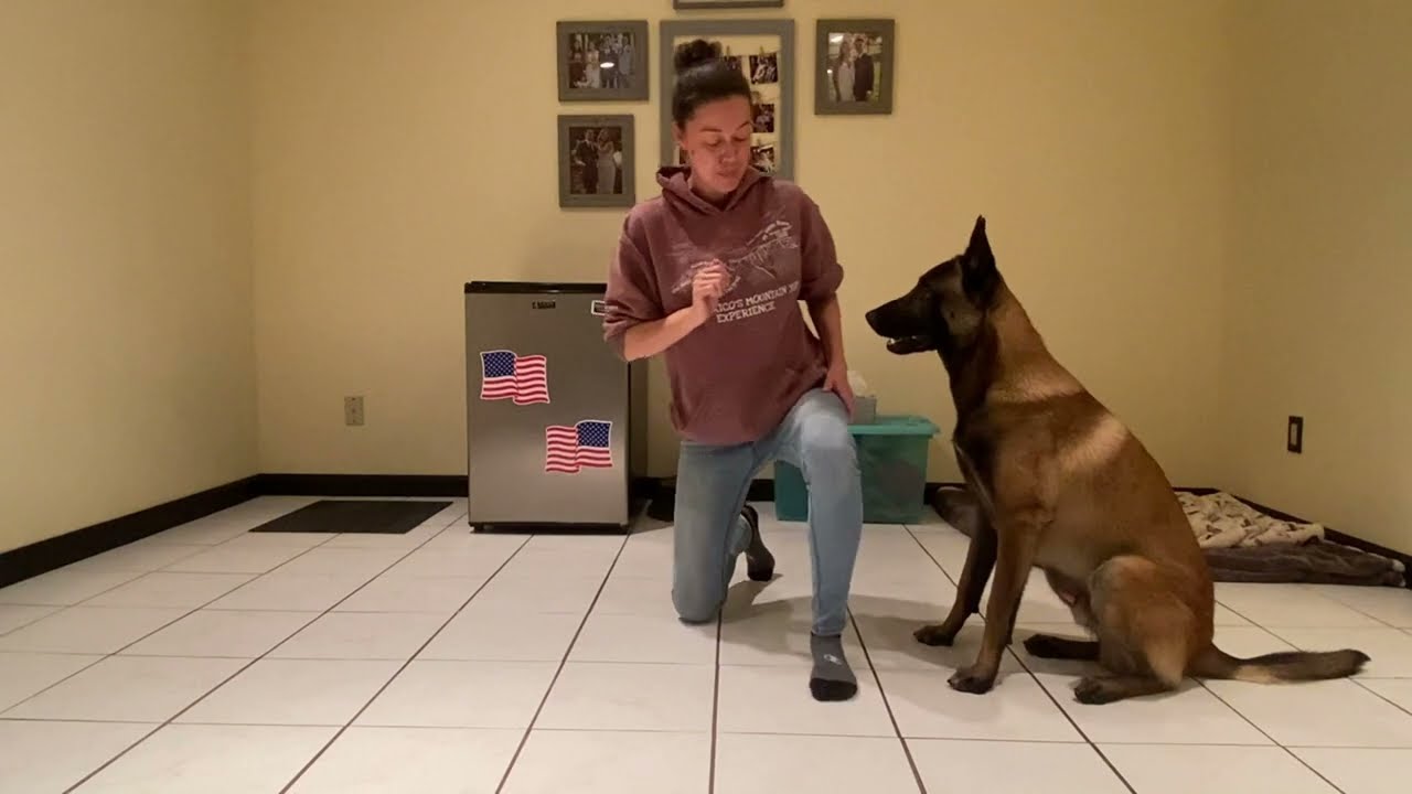 AKC Trick Dog Performer 