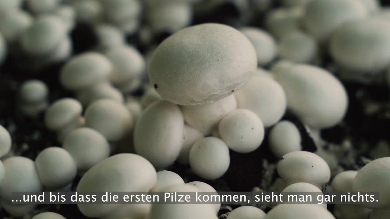 Peter Marseille erkl&auml;rt euch den kommerziellen Pilzanbau