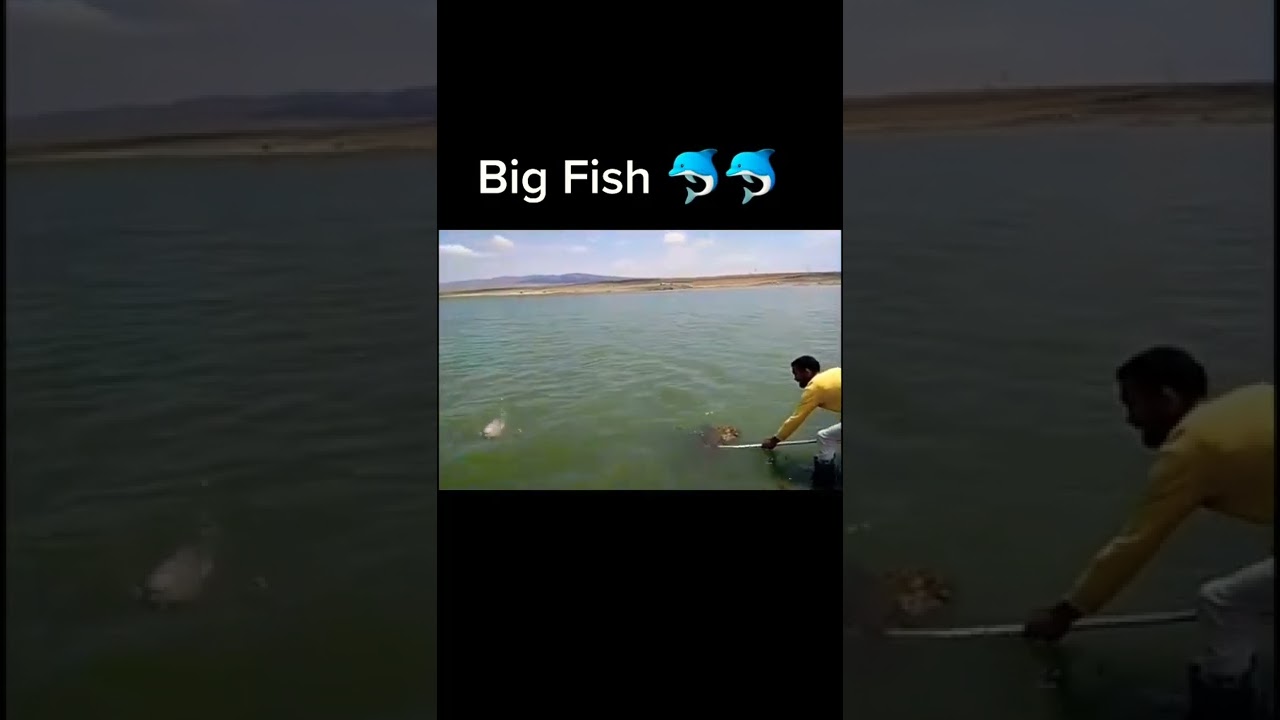 big fish catching #shorts #shortsfeeds #gaming