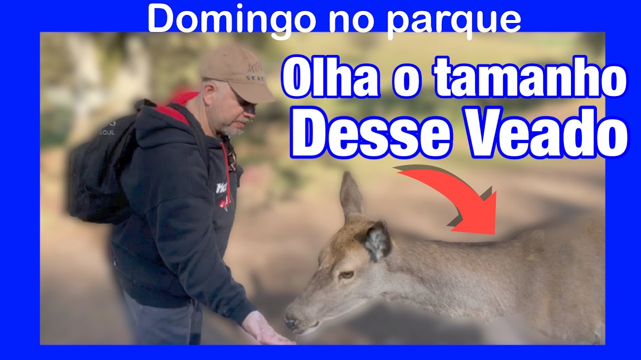Passeio no parque com animais soltos