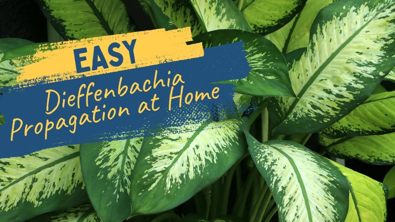 Dieffenbachia Propagation Made Easy in 5 Minutes
