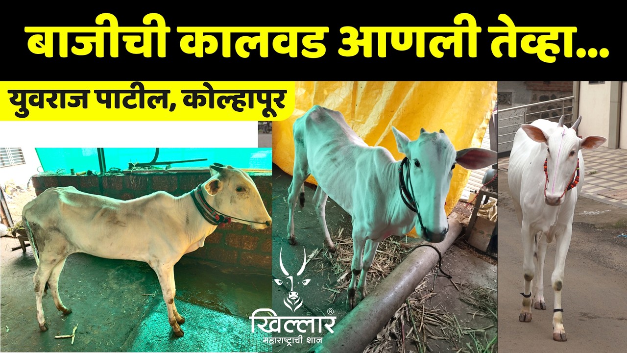 बाजी बैलाची जातिवंत कालवड - युवराज पाटील | Khillar Maharashtrachi Shaan 2025
