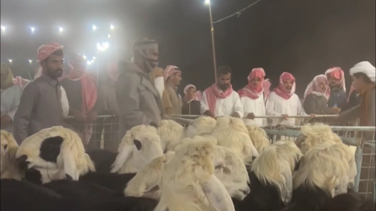 تغطيه سوق الثلاثاء بعد صلاه التراويح بالقرشيات شمال الطايف ١٤٤٧/٩/٧هـ