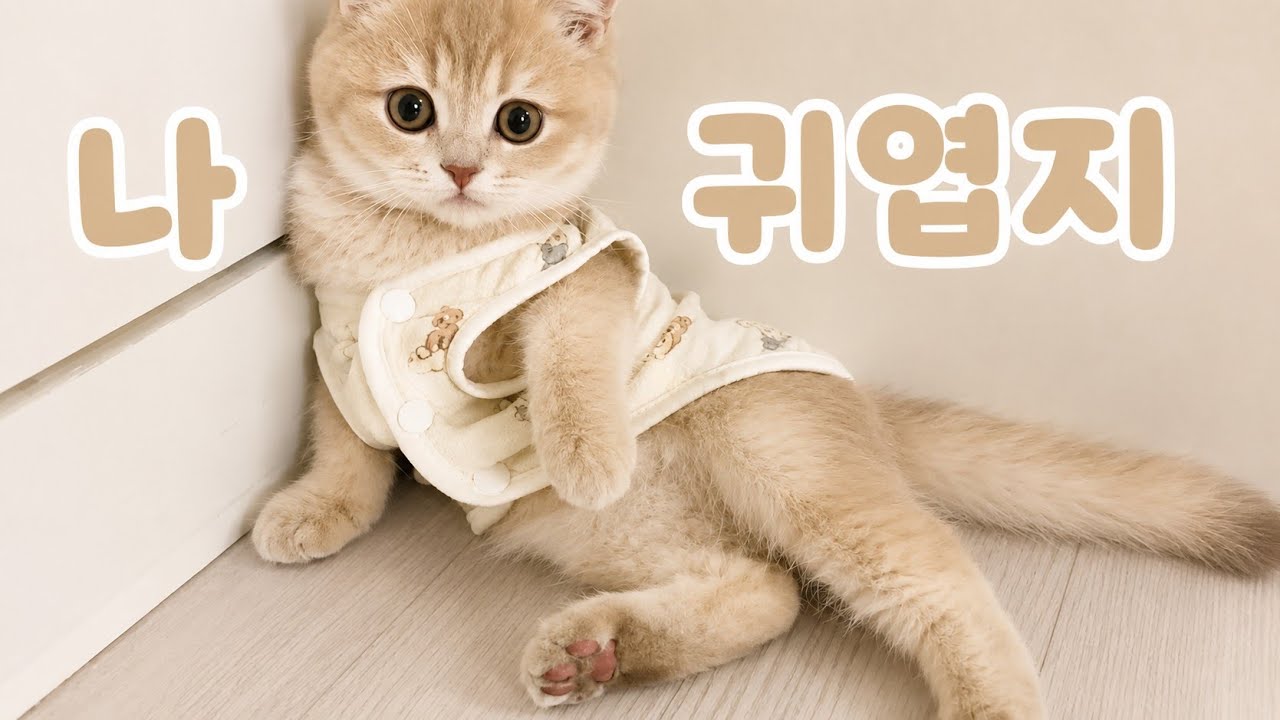 고양이오면 집나간다던 엄마 귀여운건 못참치 2탄