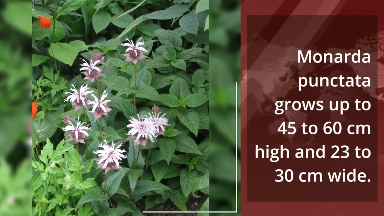 Types of Purple Flowers in Texas