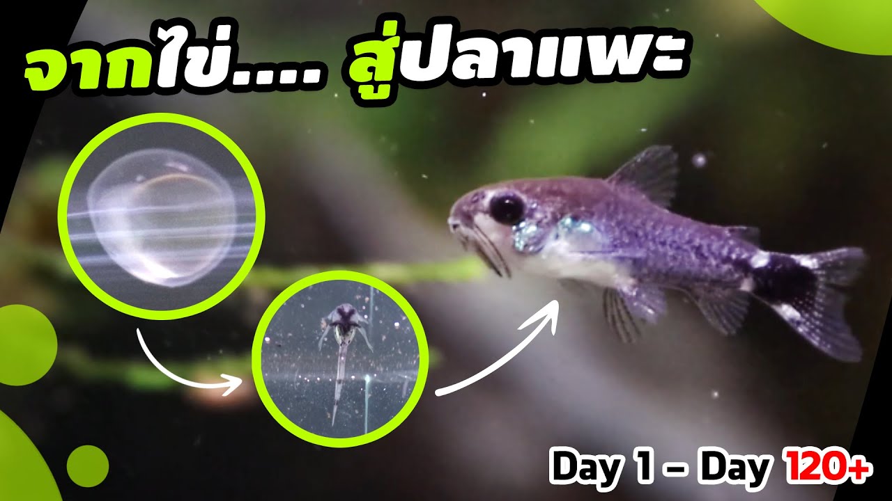 ดูแลไข่ปลาแพะ อนุบาลลูกปลา : Corydoras Hastatus Eggs To Adults
