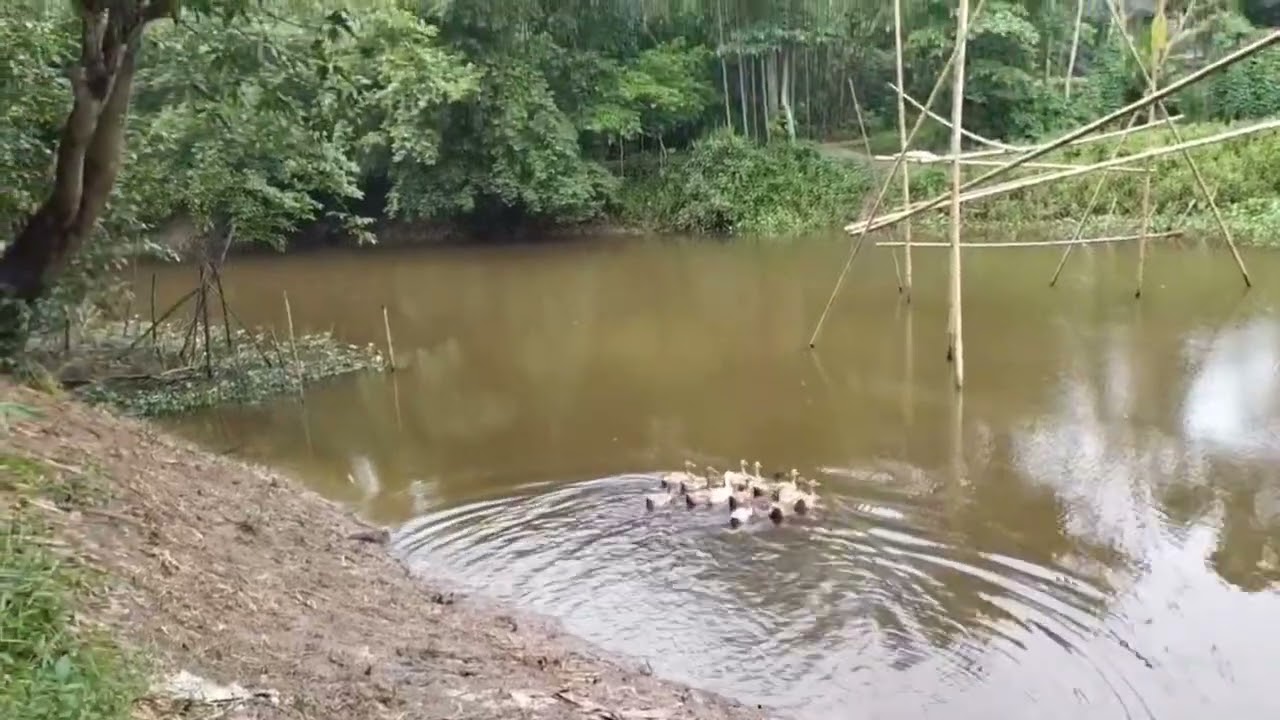 চাঁনপুর, বিশ্বনাথ, উপজেলা সিলেট।