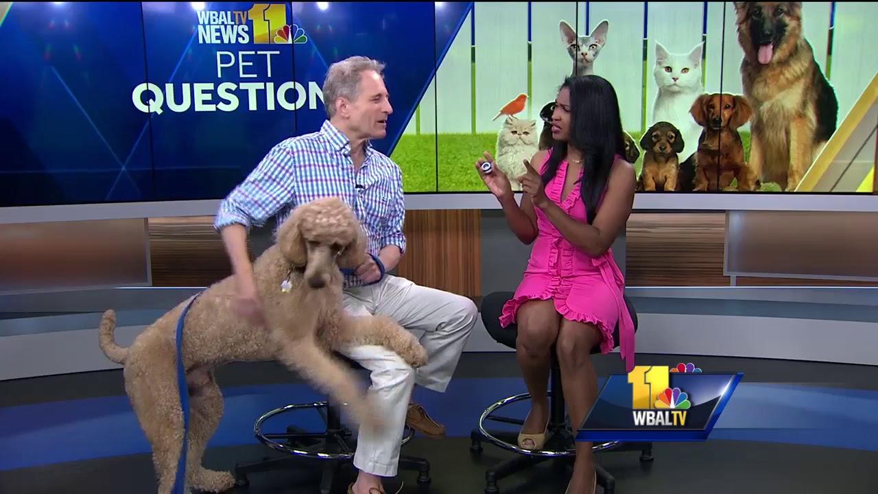 Video: Pet questions