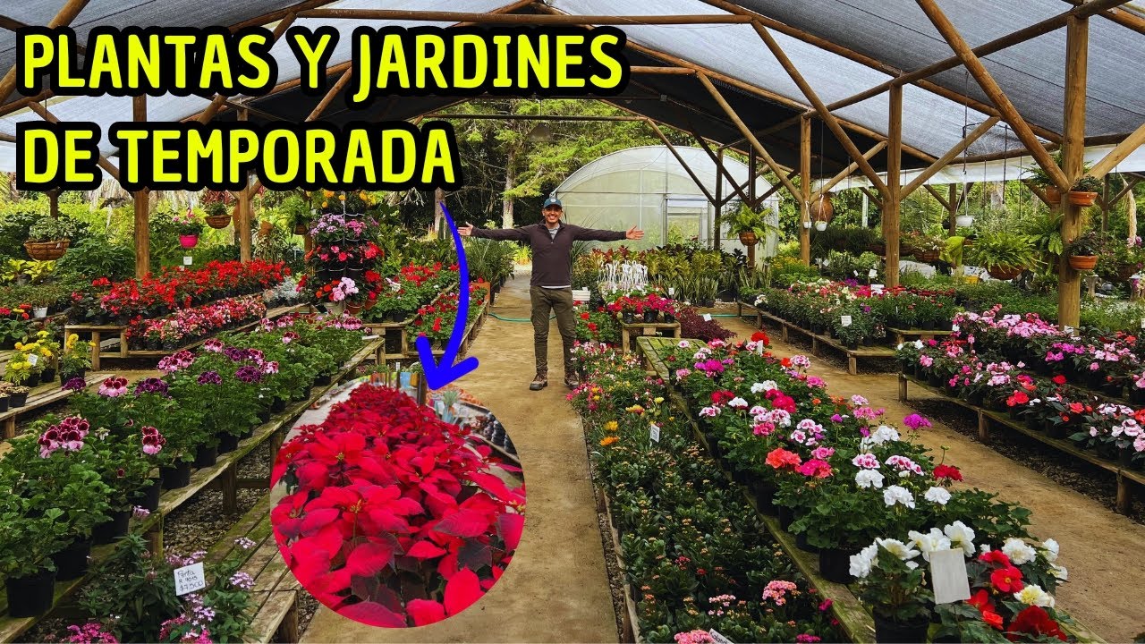Tour por hermoso VIVERO tropical, PLANTAS de TEMPORADA | Jardín del Edén |AP