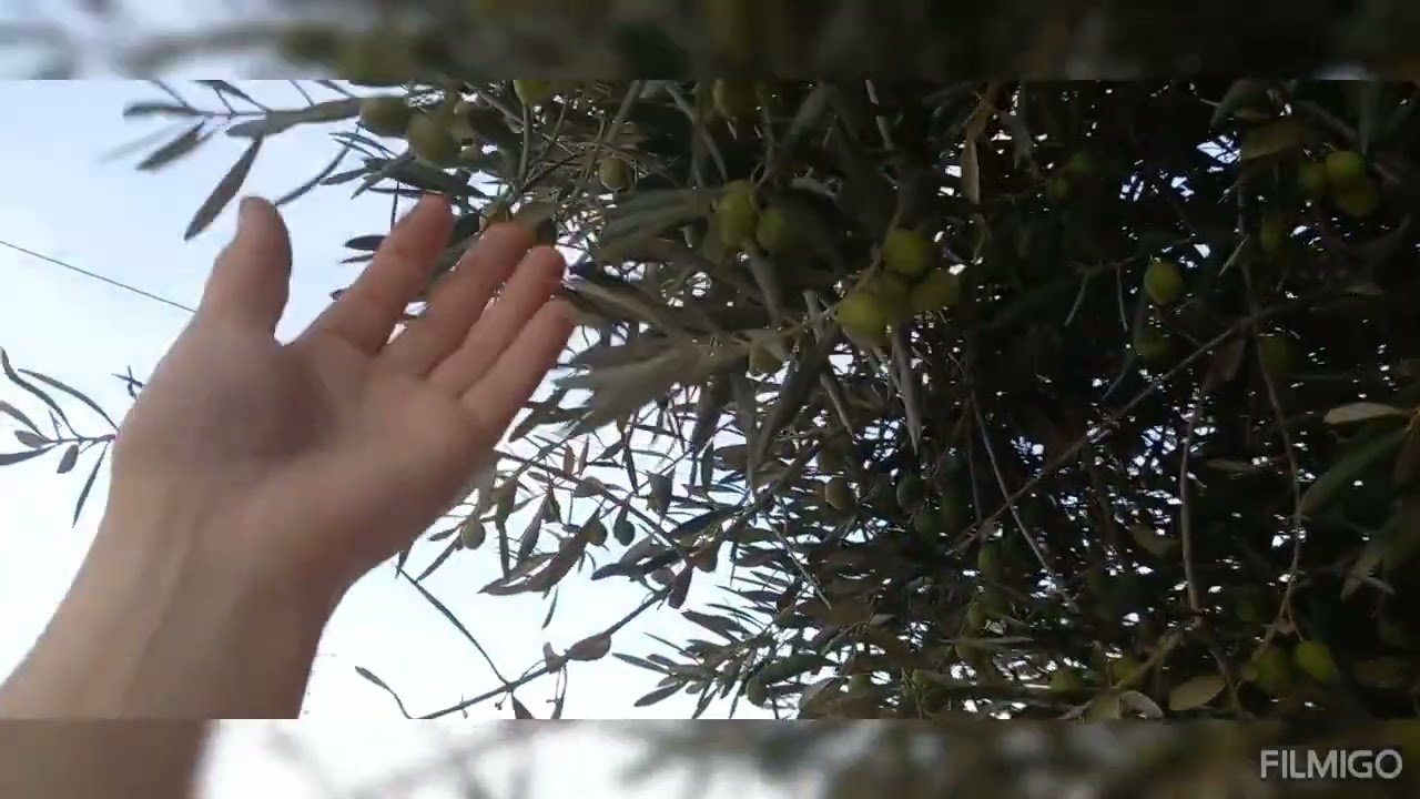 جولة صغيرة في مدينة فاس