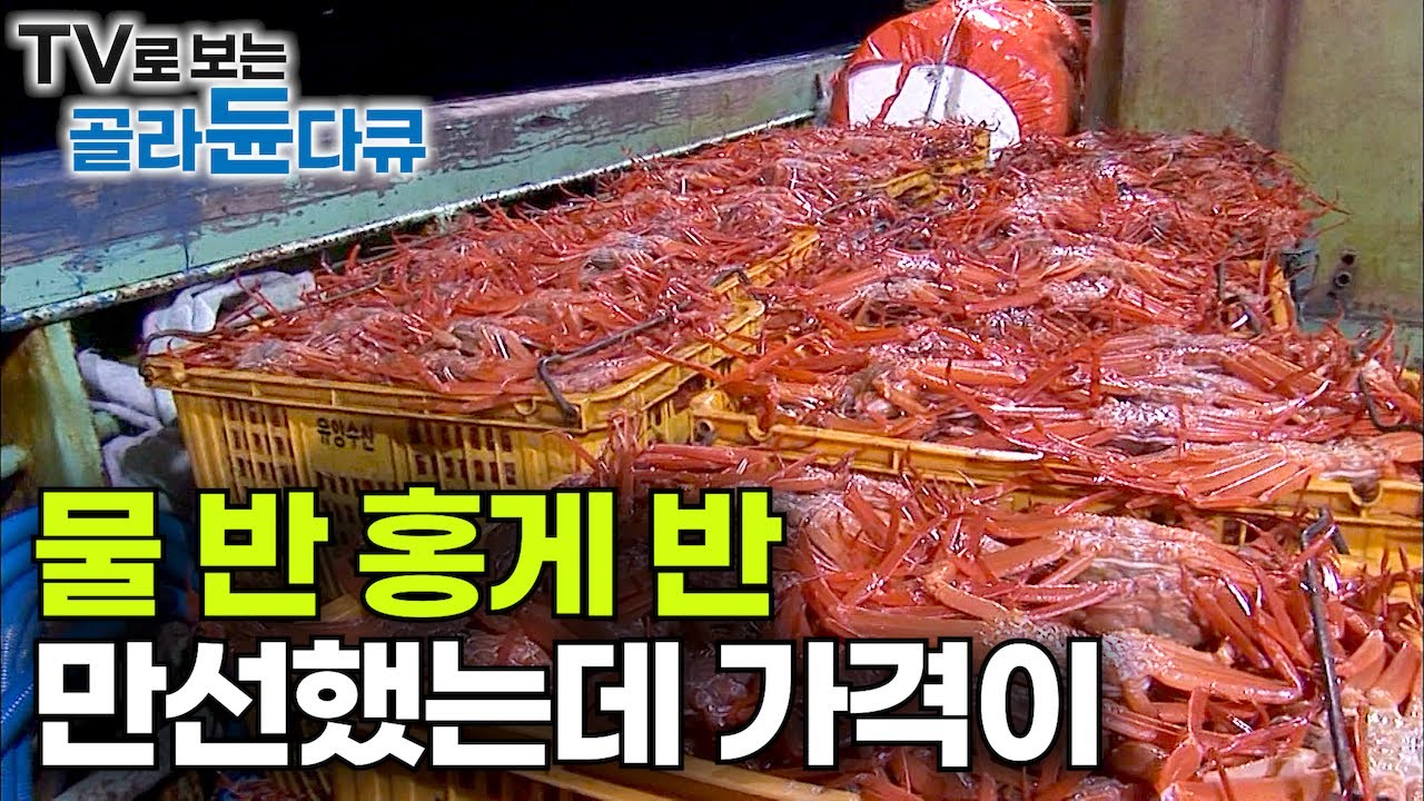 ‘어창 터질 정도로 많이 잡았는데 가격이’ 만선했다고 홍게로 특별 만찬도 벌였는데 이럴 줄은 몰랐다｜동해 바다 75톤 성춘호｜4박 5일 만선 홍게잡이｜극한직업｜#골라듄다큐