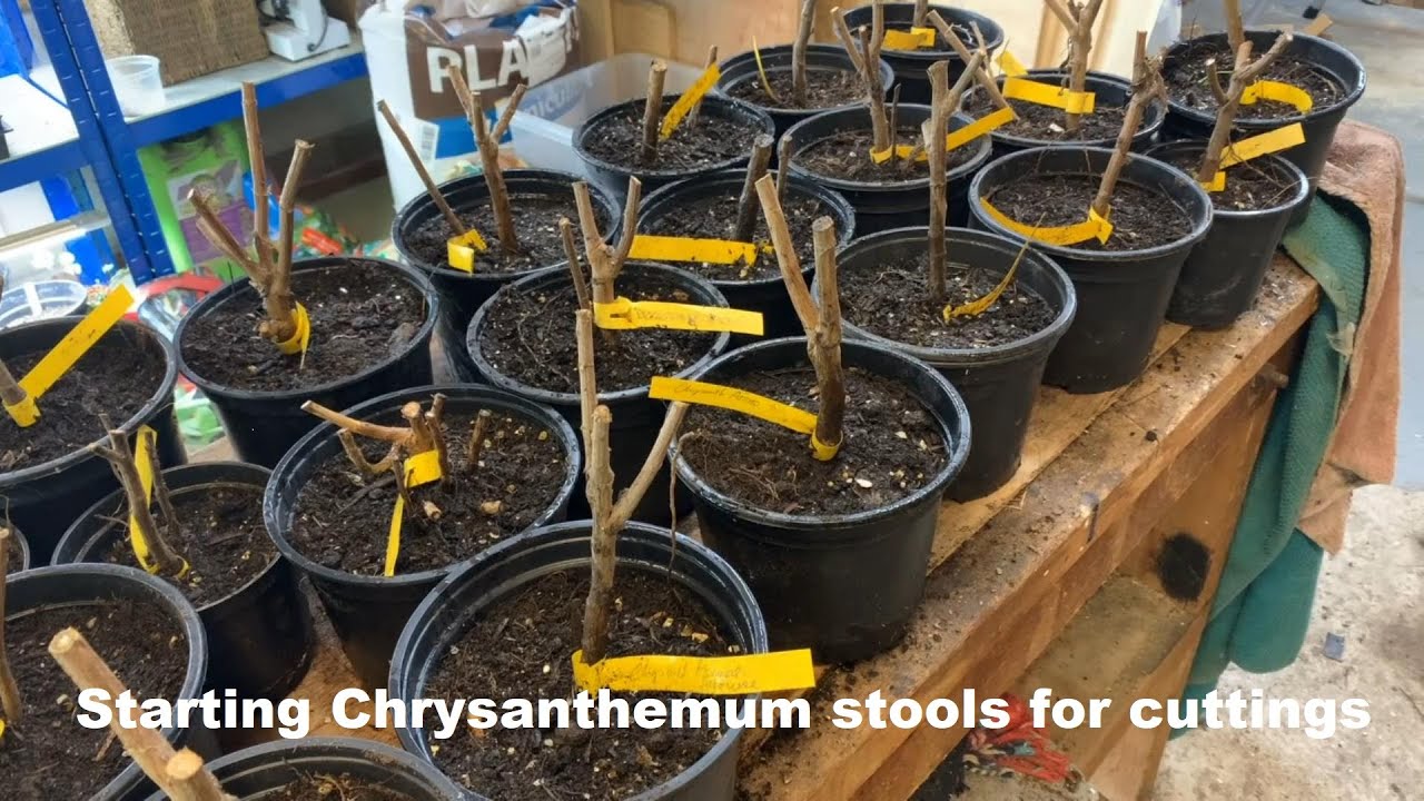 Chrysanthemum stool starting