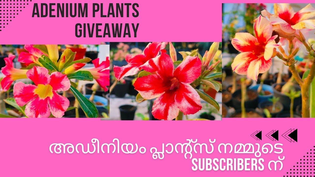 Adenium plants Giveaway 🎉Giveaway