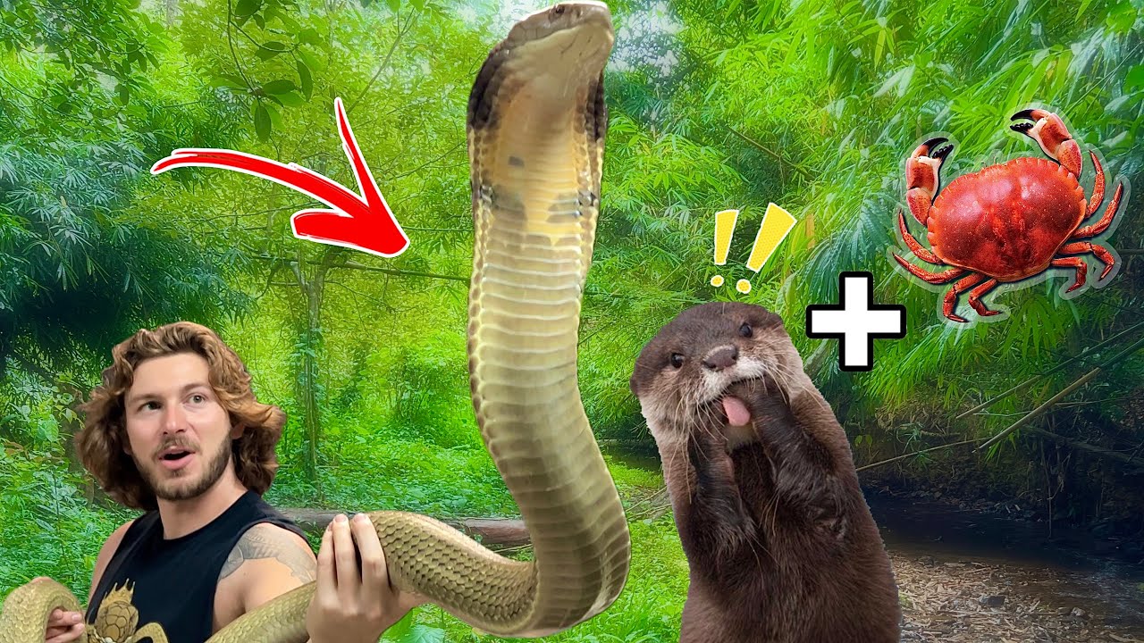 NEW King Cobra + Otter EATS Crabs! 