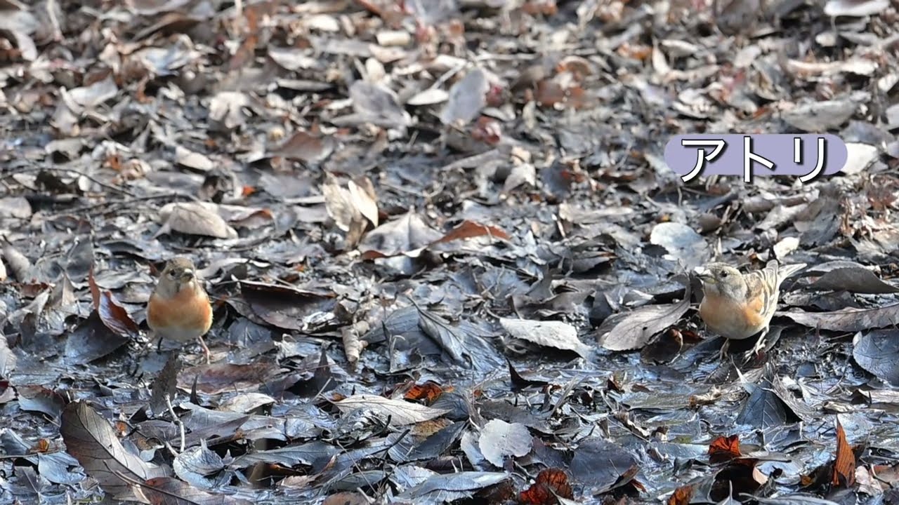 石神井公園で2月に見れれる野鳥(一部)
