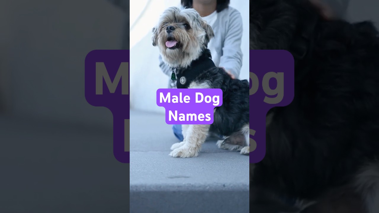 Top 10 Male Dog Names | Popular Dog Name Ideas #dognames