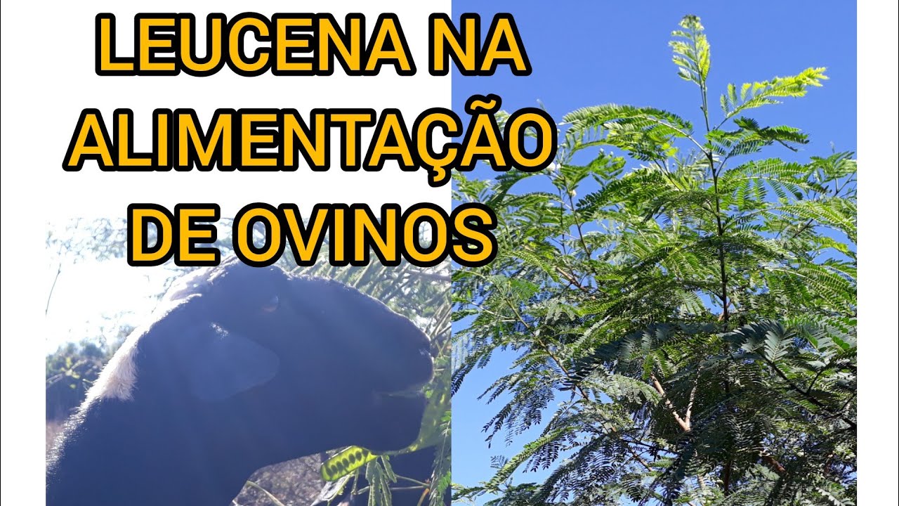 Leucena na alimentação animal