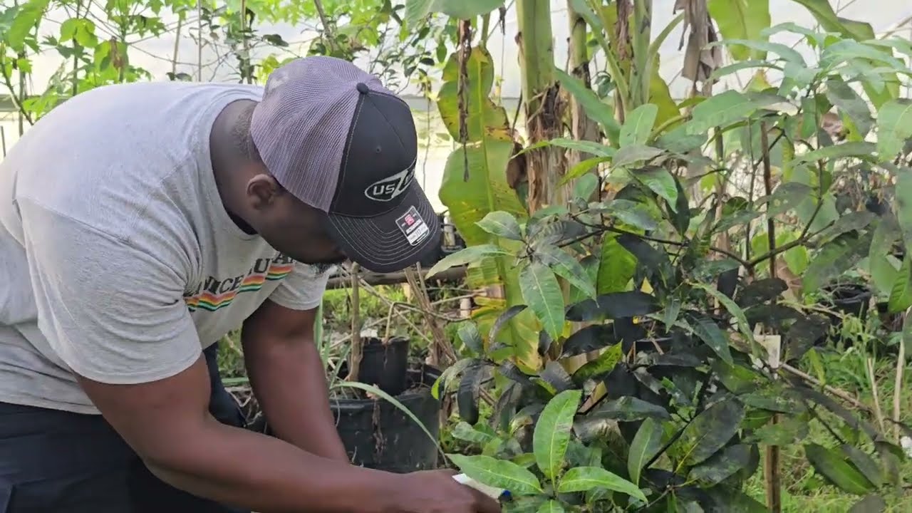 Mango Problems Growing in The Wrong Climate- Powdery Mildew and what I’m Using