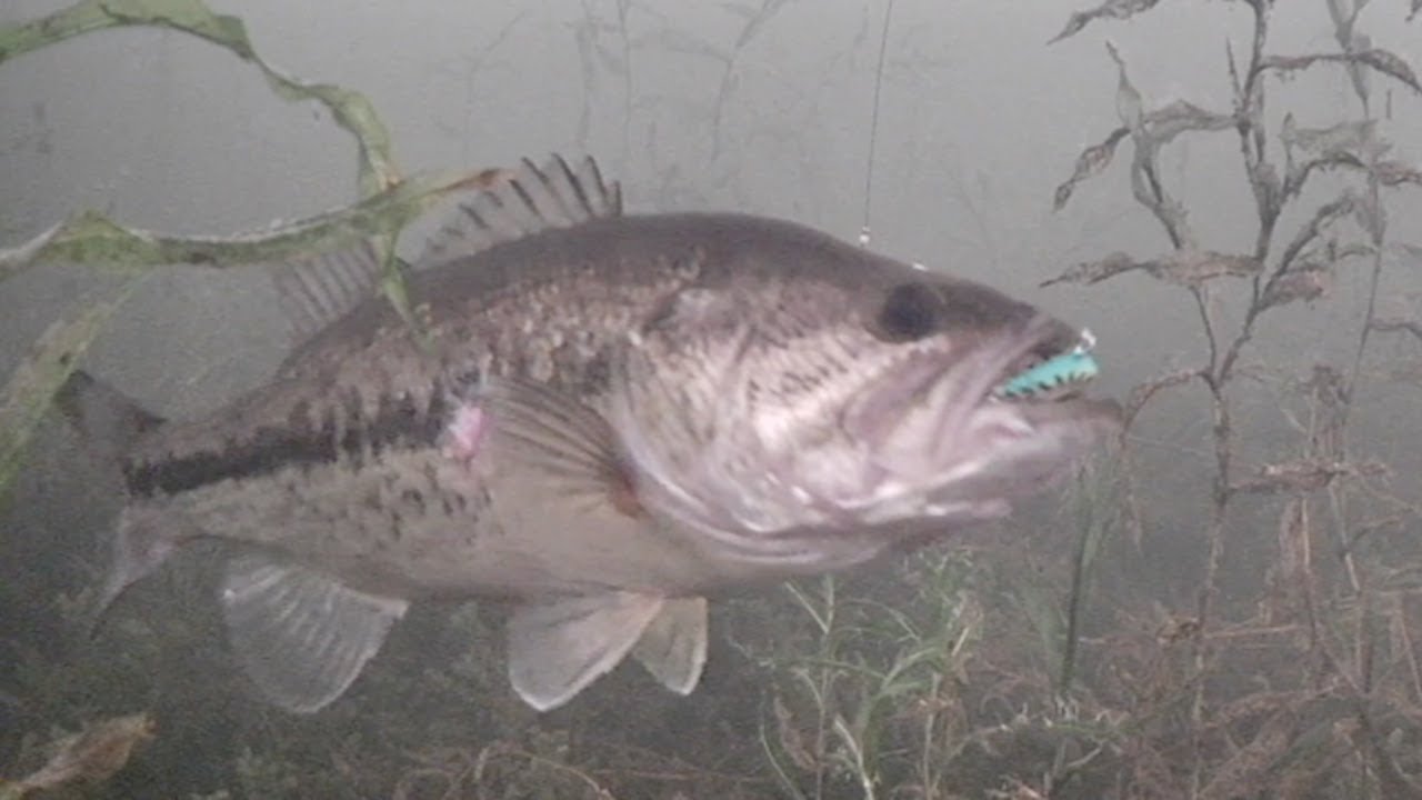 Ice Fishing BASS With RIPPIN RAPS (Aqua Vu HD7i Pro)