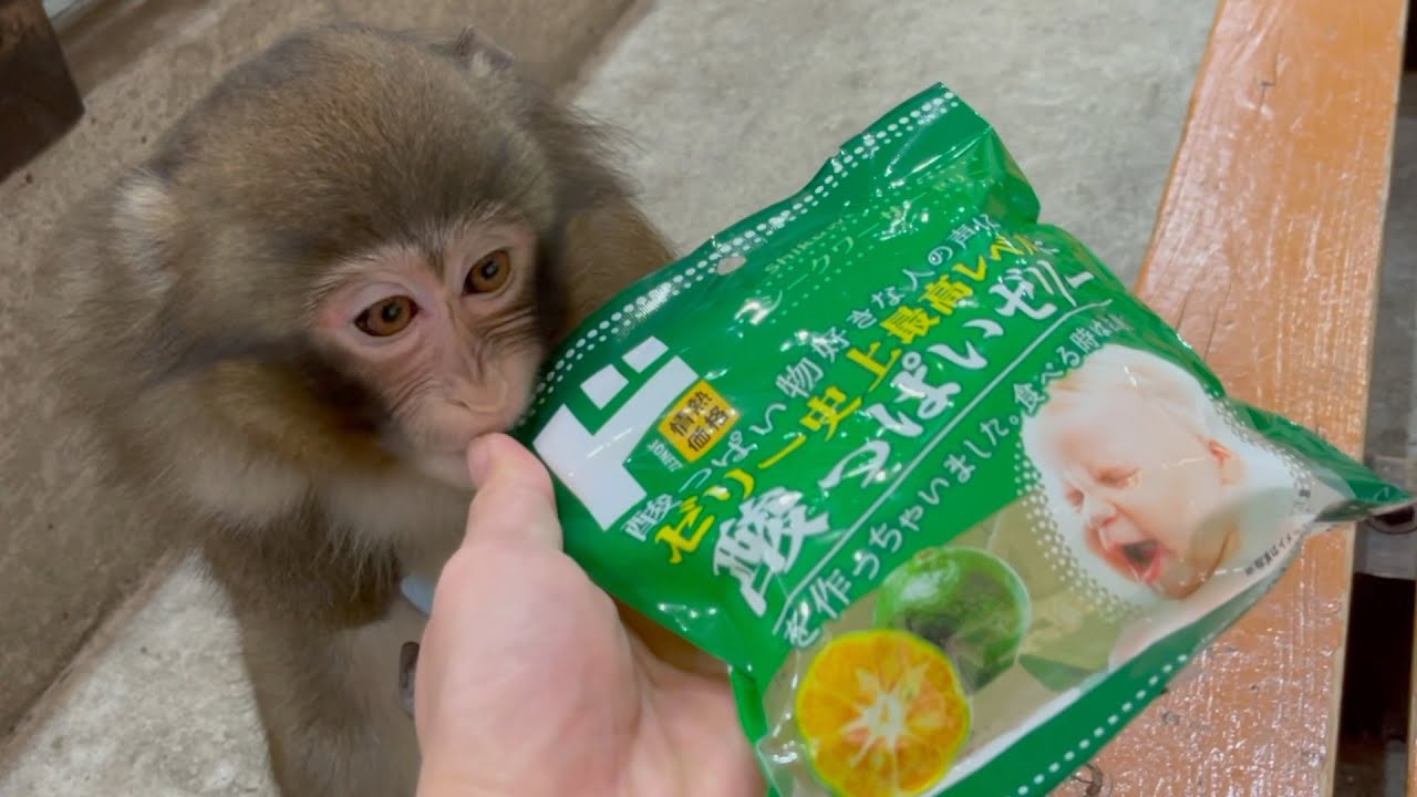 甘いゼリーかと思いきや酸っぱすぎるネタ商品だったお猿さんの反応ww